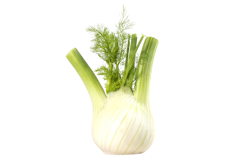 Finocchi