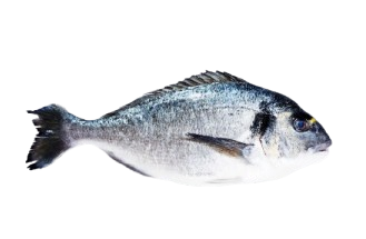 Branzino e orata