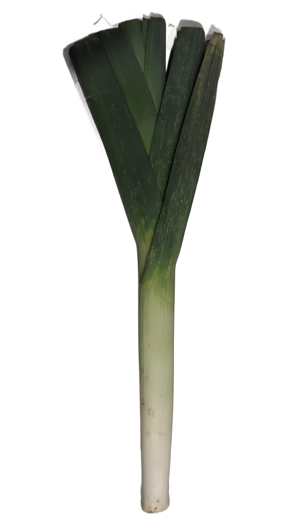 Porro